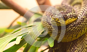 Great Lakes bush viper (Atheris nitschei