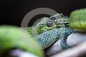 Great Lakes bush viper Atheris nitschei is twisted around the branch