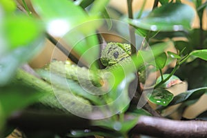 Great Lakes bush viper
