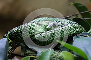 The Great Lakes bush viper or Nitsche`s bush viper Atheris nitschei is twisted around the green branch with leaves in the