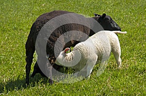 Great lamb drinking from mother sheep