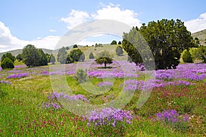 Great landscape with vicia cracca flower in nature