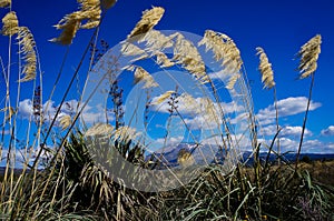 The great landscapes of New Zealand Panorama: ToeToe grass in Tongariro National Park. New-Zealand