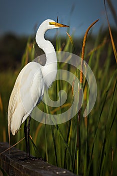 Great large white egret portrait