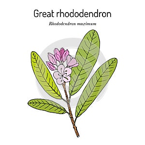 Great laurel rhododendron maximum , state flower of West Virginia