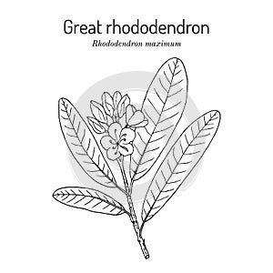 Great laurel rhododendron maximum , state flower of West Virginia