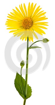 Great leopard's-bane