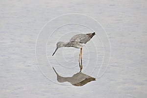 Great or Lesser Yellowlegs tringa melanleuca or tringa flavipes