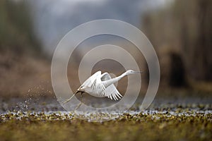 The Little Egret Fishing in Lakeside