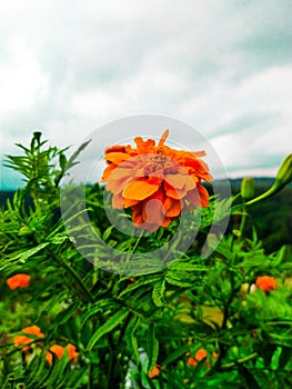 a great little flower