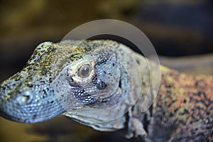 The great lizard comodo dragon