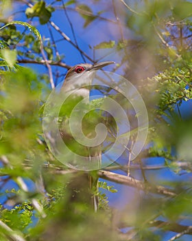 Great Lizard Cuckoo hiding in the thicket photo