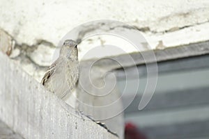 A great looking indian little sparrow in gray color feathers  over a roof of a door in my house. Shy creature is small and fast