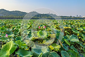 The great lotus flower pond in Hangzhou park