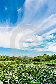 Great lotus pond landscape with blue sky horizon