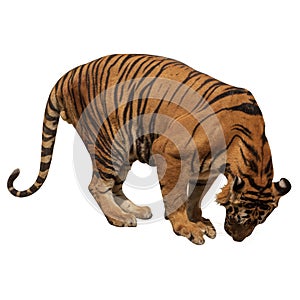 The great male tiger that does not live naturally,Isolated from the white background,Showing various gestures