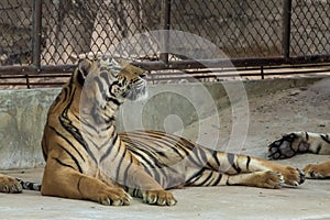 The great male tiger that does not live naturally,lying on the cement floor,Showing various gestures