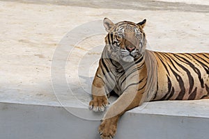 The great male tiger that does not live naturally,lying on the cement floor,Showing various gestures