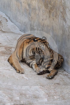The great male tiger that does not live naturally,lying on the cement floor,Showing various gestures