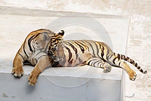 The great male tiger that does not live naturally,lying on the cement floor,Showing various gestures