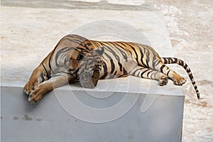 The great male tiger that does not live naturally,lying on the cement floor,Showing various gestures