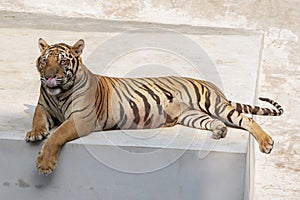 The great male tiger that does not live naturally,lying on the cement floor,Showing various gestures