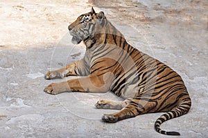 The great male tiger that does not live naturally,lying on the cement floor,Showing various gestures