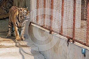 The great male tiger that does not live naturally,lying on the cement floor,Showing various gestures