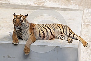 The great male tiger that does not live naturally,lying on the cement floor,Showing various gestures