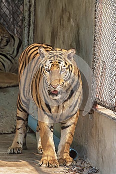 The great male tiger that does not live naturally,lying on the cement floor,Showing various gestures