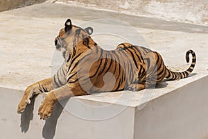 The great male tiger that does not live naturally,lying on the cement floor,Showing various gestures