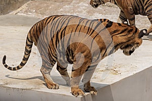 The great male tiger that does not live naturally,lying on the cement floor,Showing various gestures