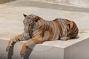 The great male tiger that does not live naturally,lying on the cement floor,Showing various gestures