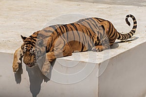 The great male tiger that does not live naturally,lying on the cement floor,Showing various gestures