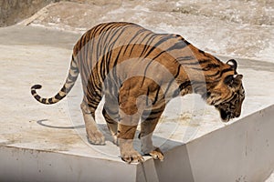 The great male tiger that does not live naturally,lying on the cement floor,Showing various gestures