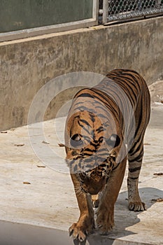 The great male tiger that does not live naturally,lying on the cement floor,Showing various gestures