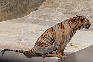 The great male tiger that does not live naturally,lying on the cement floor,Showing various gestures