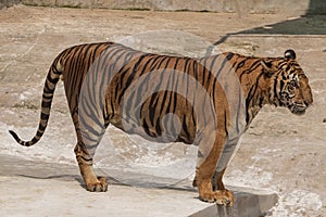 The great male tiger that does not live naturally,lying on the cement floor,Showing various gestures