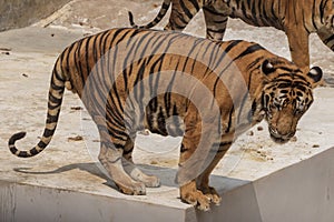 The great male tiger that does not live naturally,lying on the cement floor,Showing various gestures