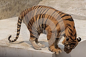 The great male tiger that does not live naturally,lying on the cement floor,Showing various gestures