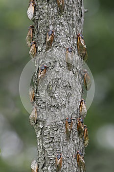 A Great Many Cicadas on a Tree Trunk 2 - Magicicada
