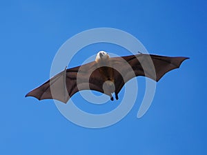 Great Mascarene Flying Fox in flight in mid air in blue sky