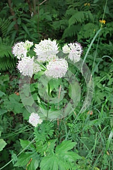 Great masterwort Astrantia major