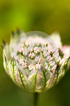 Great Masterwort flower