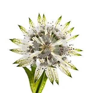 Great masterwort flower