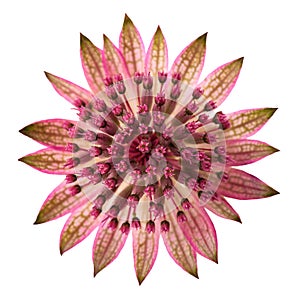 Great masterwort flower