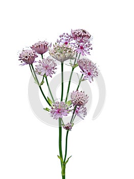 Great masterwort flowers Astrantia major isolated on white