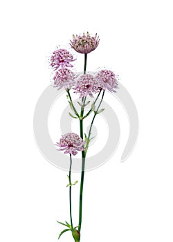 Great masterwort flowers Astrantia major isolated on white