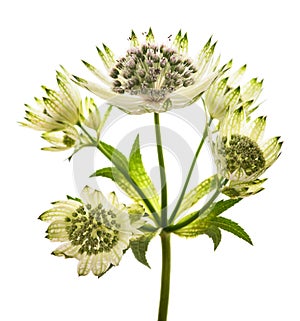 Great masterwort flowers