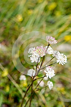 Great masterwort - spring flowers in the German Alps